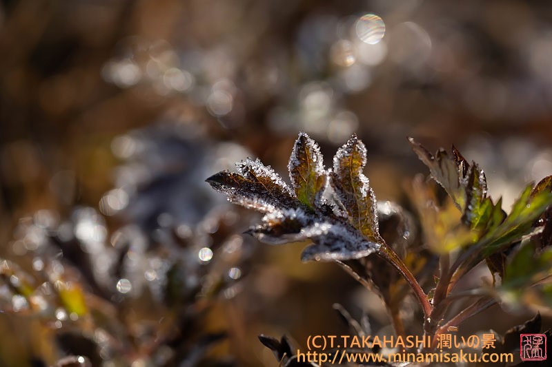 ../Images/7R251108 (103).jpg